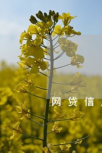 网贷信用卡全面逾期实在没钱还了