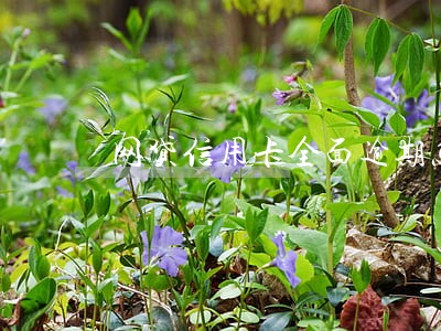 网贷信用卡全面逾期怎么办 网贷信用卡全面逾期怎么办