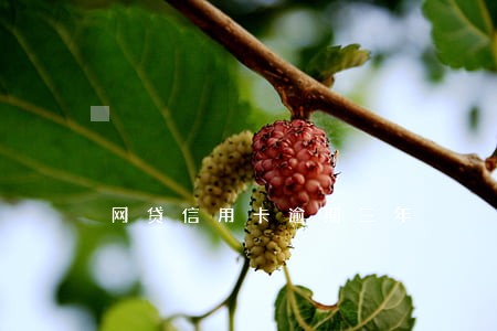 网贷信用卡逾期三年 网贷信用卡逾期三年