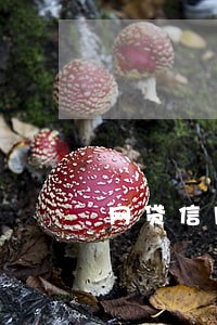 网贷信用卡逾期上征信 网贷信用卡逾期上征信