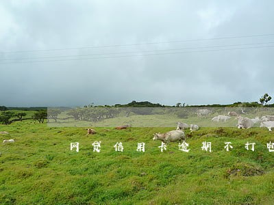 网贷信用卡逾期不打电话 网贷信用卡逾期不打电话