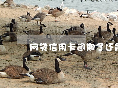 网贷信用卡逾期了还能找工作吗 网贷信用卡逾期了还能找工作吗