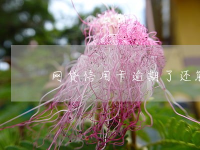 网贷信用卡逾期了还能贷款吗 网贷信用卡逾期了还能贷款吗