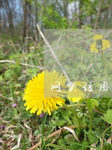 网贷信用卡逾期全面爆发了怎么办 网贷信用卡逾期全面爆发了怎么办