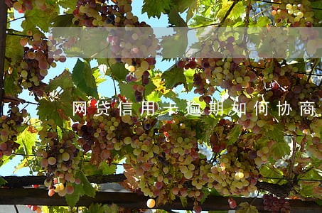 网贷信用卡逾期如何协商平台 网贷信用卡逾期如何协商平台