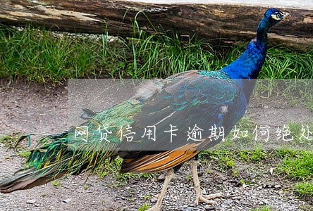 网贷信用卡逾期如何绝处逢生