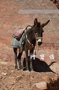 网贷信用卡逾期怎么不让家人知道 网贷信用卡逾期怎么不让家人知道