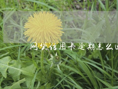 网贷信用卡逾期怎么回事