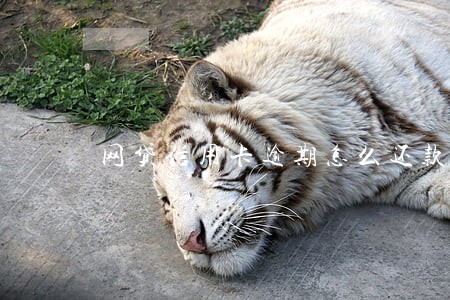 网贷信用卡逾期怎么还款