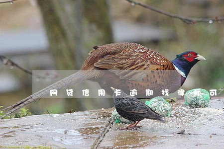 网贷信用卡逾期找律师可以解决吗