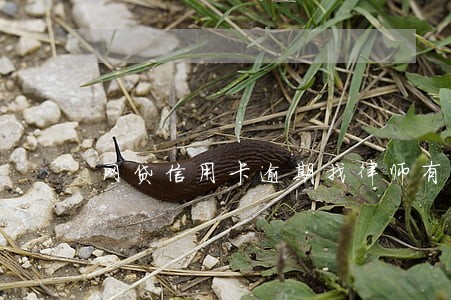 网贷信用卡逾期找律师有用吗 网贷信用卡逾期找律师有用吗
