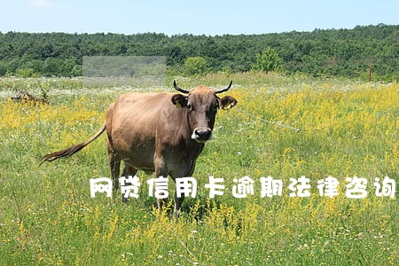 网贷信用卡逾期法律咨询公司 网贷信用卡逾期法律咨询公司