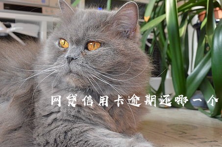 网贷信用卡逾期还哪一个 网贷信用卡逾期还哪一个
