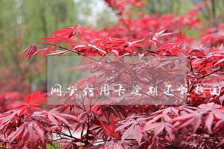 网贷信用卡逾期还能找回信心吗 网贷信用卡逾期还能找回信心吗