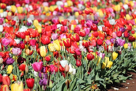 网贷信用卡都要逾期了怎么办 网贷信用卡都要逾期了怎么办