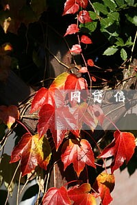网贷信用贷逾期怎么办 网贷信用贷逾期怎么办