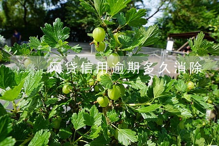 网贷信用逾期多久消除 网贷信用逾期多久消除