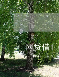 网贷借1000逾期要罚息 网贷借1000逾期要罚息