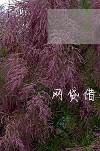网贷借一万逾期利息1千多 网贷借一万逾期利息1千多