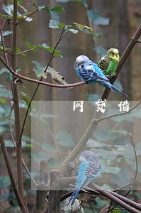 网贷借了没逾期贷款买房 网贷借了没逾期贷款买房