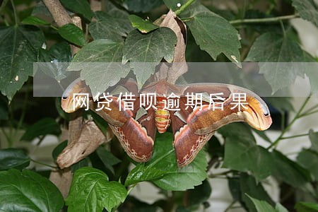 网贷借呗逾期后果 网贷借呗逾期后果