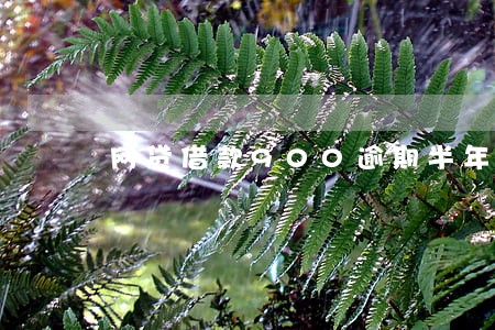 网贷借款900逾期半年 网贷借款900逾期半年