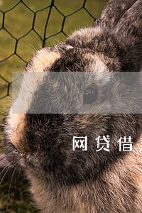 网贷借款逾期超过本金二倍 网贷借款逾期超过本金二倍