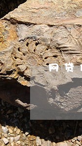 网贷债务逾期委托可靠吗 网贷债务逾期委托可靠吗