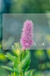 网贷债权转卖只还本金 网贷债权转卖只还本金
