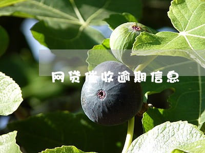 网贷催收逾期信息 网贷催收逾期信息