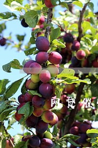 网贷催收逾期说要 网贷催收逾期说要
