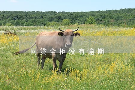 网贷全拒没有逾期