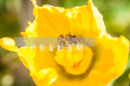 网贷全款逾期 网贷全款逾期