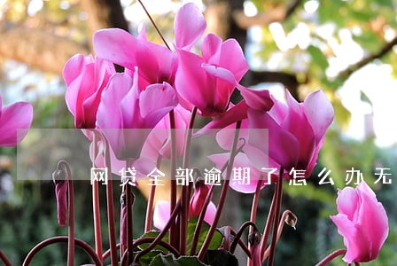 网贷全部逾期了怎么办无助 网贷全部逾期了怎么办无助