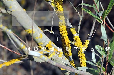 网贷全部逾期了怎么办还不起 网贷全部逾期了怎么办还不起