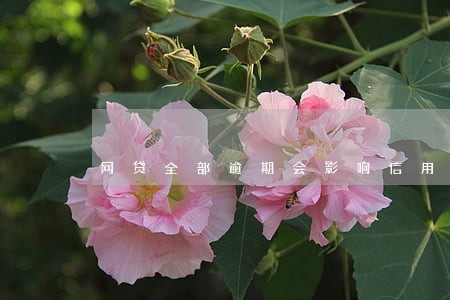 网贷全部逾期会影响信用卡吗 网贷全部逾期会影响信用卡吗