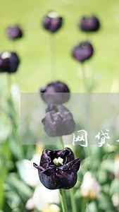 网贷全部逾期信用卡竟然一直正常