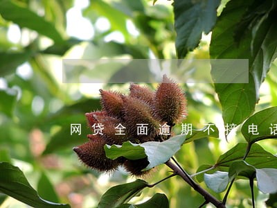 网贷全面逾期不接电话6 网贷全面逾期不接电话6