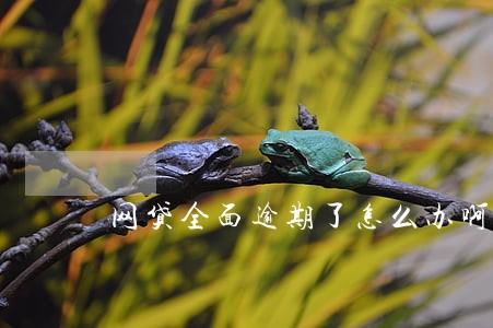 网贷全面逾期了怎么办啊 网贷全面逾期了怎么办啊