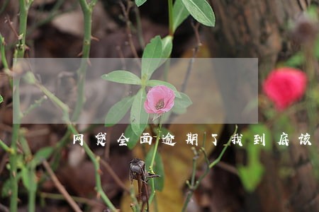 网贷全面逾期了我到底该怎么办