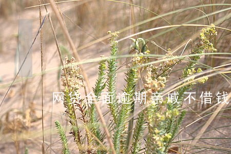 网贷全面逾期亲戚不借钱 网贷全面逾期亲戚不借钱