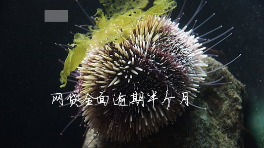 网贷全面逾期半个月 网贷全面逾期半个月