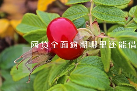 网贷全面逾期哪里还能借到钱 网贷全面逾期哪里还能借到钱