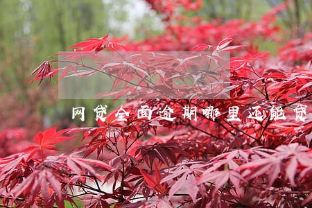 网贷全面逾期哪里还能贷款 网贷全面逾期哪里还能贷款