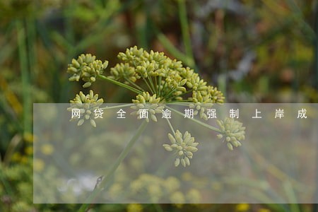 网贷全面逾期强制上岸成功 网贷全面逾期强制上岸成功