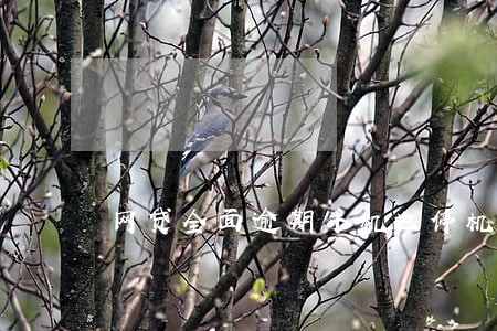 网贷全面逾期手机也停机了 网贷全面逾期手机也停机了