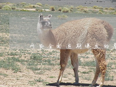 网贷全面逾期爆发的原因