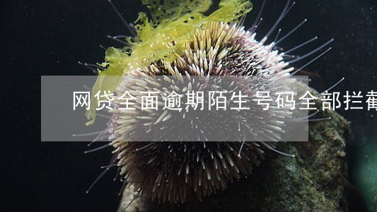 网贷全面逾期陌生号码全部拦截