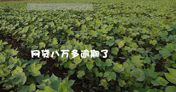 网贷八万多逾期了 网贷八万多逾期了