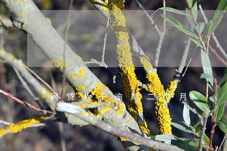 网贷八千逾期二个月 网贷八千逾期二个月